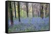 Beautiful Fresh Spring Bluebell Woods-Veneratio-Framed Stretched Canvas