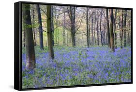 Beautiful Fresh Spring Bluebell Woods-Veneratio-Framed Stretched Canvas