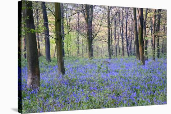 Beautiful Fresh Spring Bluebell Woods-Veneratio-Stretched Canvas