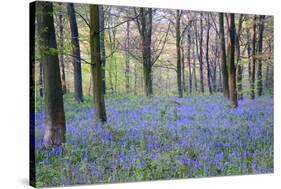 Beautiful Fresh Spring Bluebell Woods-Veneratio-Stretched Canvas