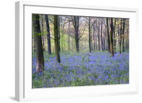 Beautiful Fresh Spring Bluebell Woods-Veneratio-Framed Photographic Print