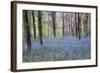 Beautiful Fresh Spring Bluebell Woods-Veneratio-Framed Photographic Print