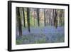 Beautiful Fresh Spring Bluebell Woods-Veneratio-Framed Photographic Print