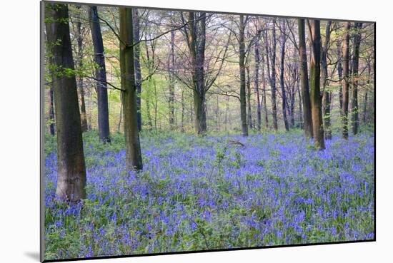 Beautiful Fresh Spring Bluebell Woods-Veneratio-Mounted Photographic Print