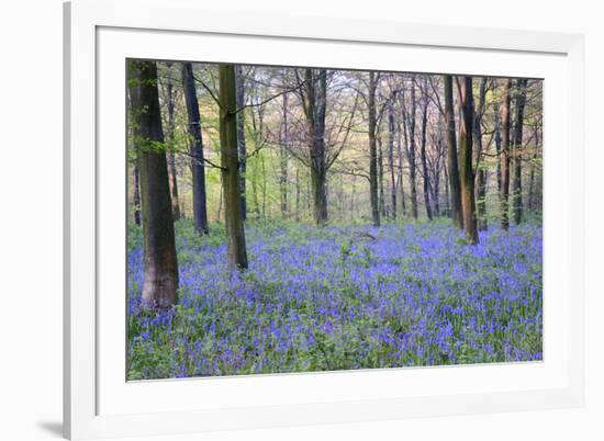 Beautiful Fresh Spring Bluebell Woods-Veneratio-Framed Photographic Print