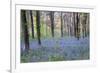Beautiful Fresh Spring Bluebell Woods-Veneratio-Framed Photographic Print