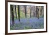 Beautiful Fresh Spring Bluebell Woods-Veneratio-Framed Photographic Print