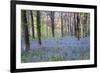 Beautiful Fresh Spring Bluebell Woods-Veneratio-Framed Photographic Print