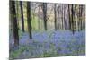 Beautiful Fresh Spring Bluebell Woods-Veneratio-Mounted Photographic Print