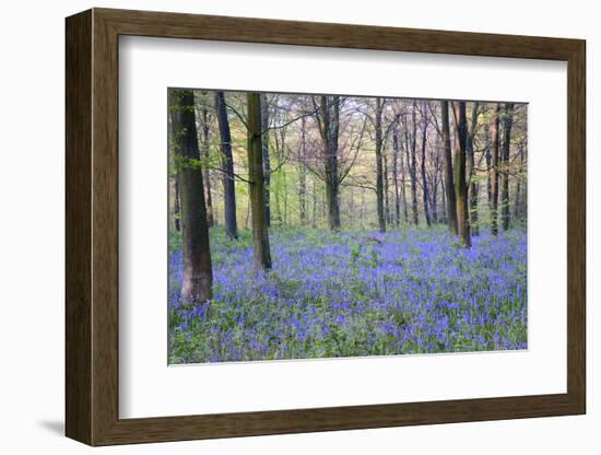 Beautiful Fresh Spring Bluebell Woods-Veneratio-Framed Photographic Print