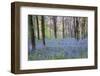 Beautiful Fresh Spring Bluebell Woods-Veneratio-Framed Photographic Print