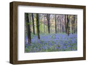 Beautiful Fresh Spring Bluebell Woods-Veneratio-Framed Photographic Print