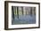 Beautiful Fresh Spring Bluebell Woods-Veneratio-Framed Photographic Print