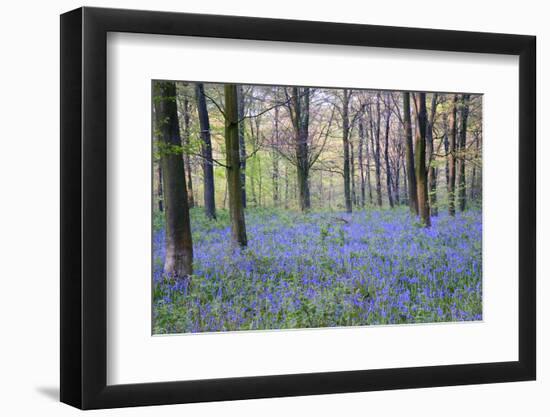 Beautiful Fresh Spring Bluebell Woods-Veneratio-Framed Photographic Print