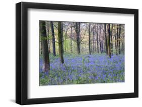 Beautiful Fresh Spring Bluebell Woods-Veneratio-Framed Photographic Print