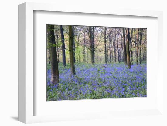 Beautiful Fresh Spring Bluebell Woods-Veneratio-Framed Photographic Print