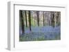 Beautiful Fresh Spring Bluebell Woods-Veneratio-Framed Photographic Print