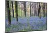 Beautiful Fresh Spring Bluebell Woods-Veneratio-Mounted Photographic Print