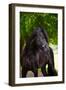 Beautiful Friesian Horse-ots-photo-Framed Photographic Print