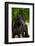 Beautiful Friesian Horse-ots-photo-Framed Photographic Print