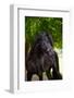 Beautiful Friesian Horse-ots-photo-Framed Photographic Print