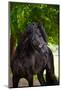 Beautiful Friesian Horse-ots-photo-Mounted Photographic Print