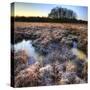 Beautiful Frozen Field Winter Landscape with Frosty Grass-Veneratio-Stretched Canvas