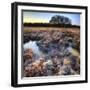 Beautiful Frozen Field Winter Landscape with Frosty Grass-Veneratio-Framed Photographic Print