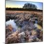 Beautiful Frozen Field Winter Landscape with Frosty Grass-Veneratio-Mounted Photographic Print