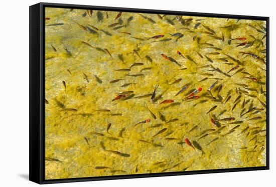 Beautiful Garden Fish Pond-Rony Zmiri-Framed Stretched Canvas