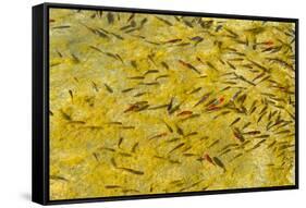 Beautiful Garden Fish Pond-Rony Zmiri-Framed Stretched Canvas