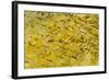 Beautiful Garden Fish Pond-Rony Zmiri-Framed Photographic Print