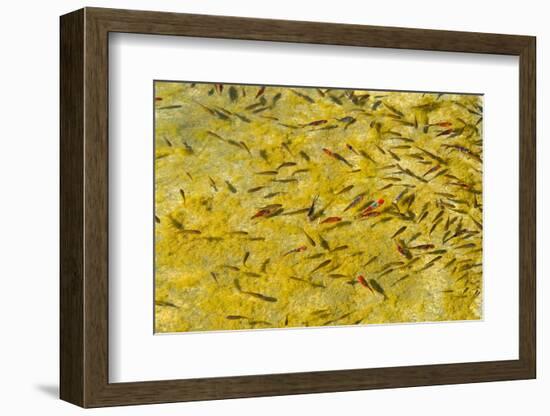 Beautiful Garden Fish Pond-Rony Zmiri-Framed Photographic Print