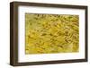 Beautiful Garden Fish Pond-Rony Zmiri-Framed Photographic Print