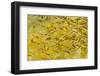 Beautiful Garden Fish Pond-Rony Zmiri-Framed Photographic Print