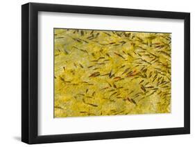 Beautiful Garden Fish Pond-Rony Zmiri-Framed Photographic Print