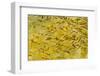 Beautiful Garden Fish Pond-Rony Zmiri-Framed Photographic Print