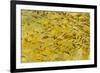 Beautiful Garden Fish Pond-Rony Zmiri-Framed Photographic Print