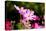 Beautiful Garden Flowers-peeravit-Stretched Canvas