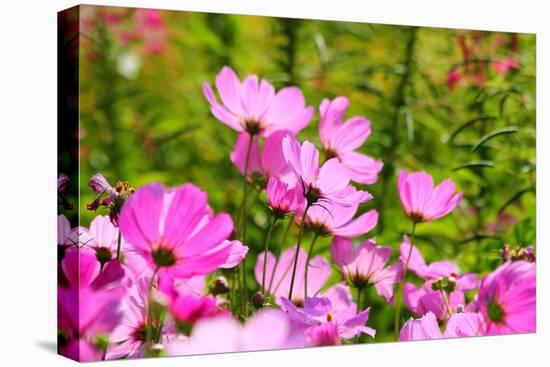 Beautiful Garden Flowers-peeravit-Stretched Canvas