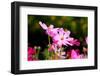 Beautiful Garden Flowers-peeravit-Framed Photographic Print