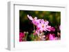 Beautiful Garden Flowers-peeravit-Framed Photographic Print