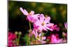 Beautiful Garden Flowers-peeravit-Mounted Photographic Print