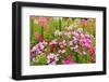 Beautiful Garden Flowers-peeravit-Framed Photographic Print