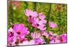 Beautiful Garden Flowers-peeravit-Mounted Photographic Print