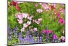 Beautiful Garden Flowers-peeravit-Mounted Photographic Print