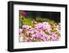 Beautiful Garden Flowers-peeravit-Framed Photographic Print