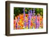 Beautiful Garden Flowers-peeravit-Framed Photographic Print