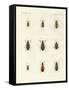 Beautiful German Beetles-null-Framed Stretched Canvas