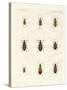 Beautiful German Beetles-null-Stretched Canvas